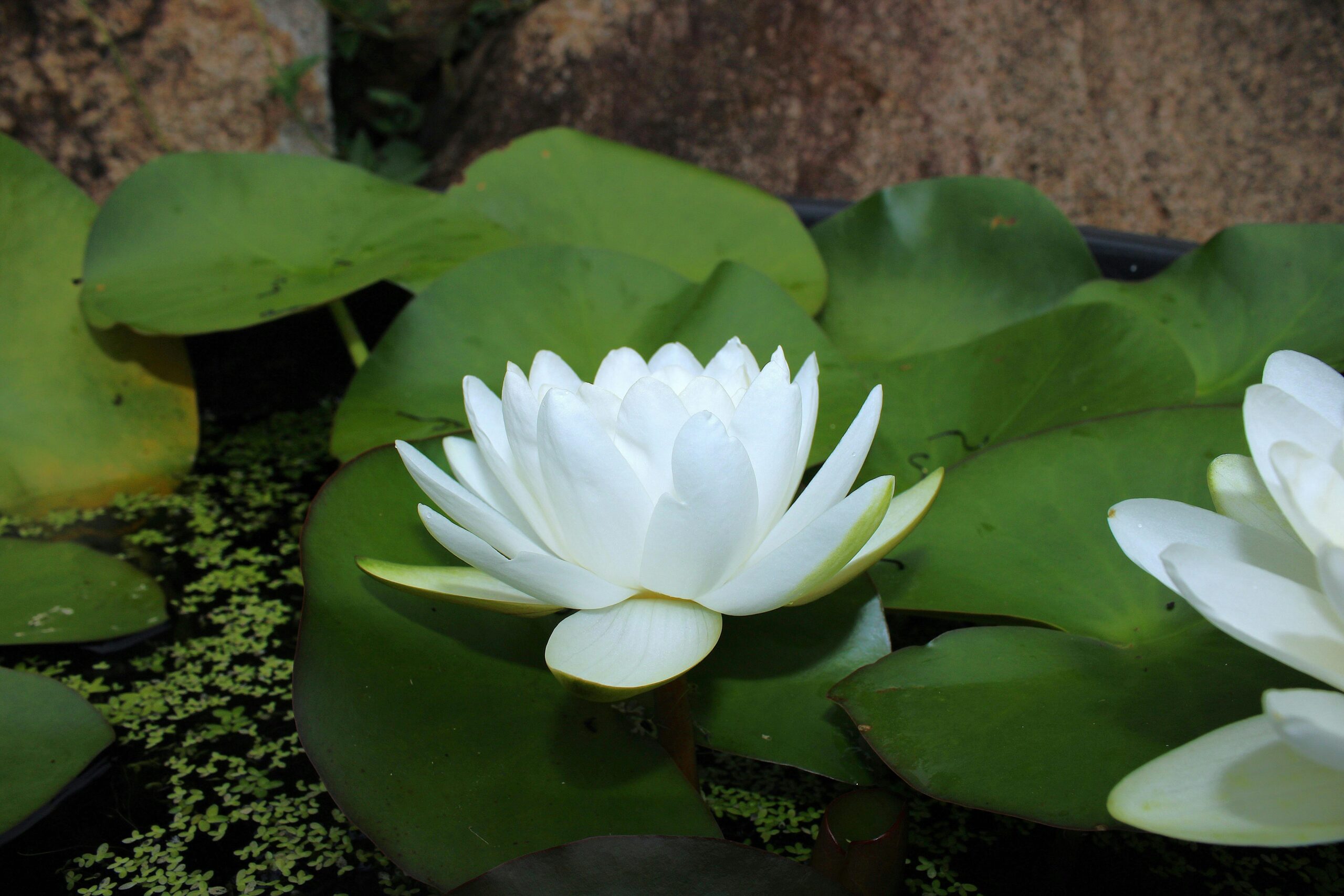 IPNOSI: RILASSAMENTO E CAMBIAMENTO Serene white lotus flower resting on vibrant green lily pads in a tranquil pond setting.