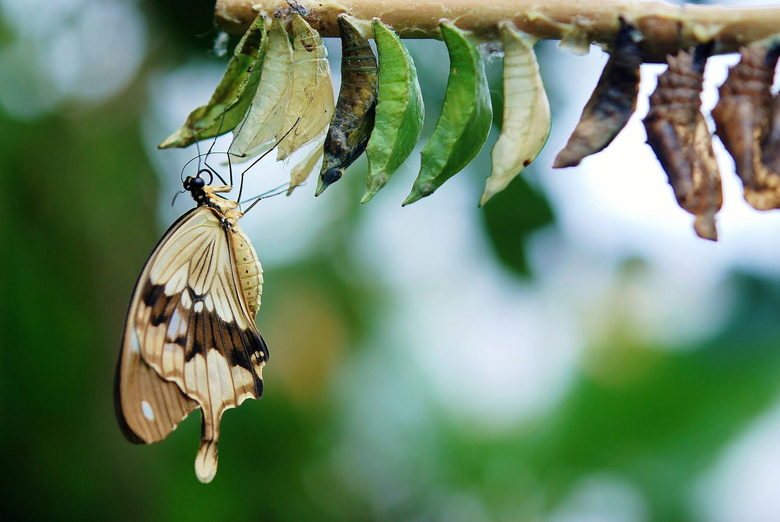 L'ARTE DI CAMBIARE Detailed image of a butterfly emerging from cocoons, showcasing transformation and nature's beauty.